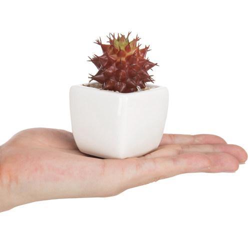 Miniature Red Artificial Succulent in Ceramic Pots, Set of 3