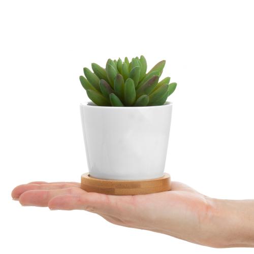 Mini Artificial Succulents in White Ceramic Pots w/ Bamboo Saucers, Set of 3